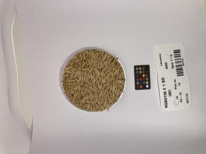 Click for 1 image(s) for this accession. SEED